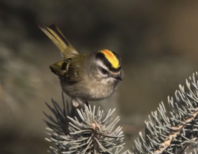 A male Golden-crowned Kinglet, Regulus satrapa, perched on a branch in Saskatoon, Saskatchewan,