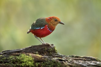 Blue-banded Pitta (Erythropitta arquata), Sabah, Malaysia