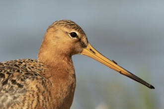 Black-tailed Godwit (Limosa limosa), Lower Saxony, Germany
