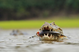 Wildlife Brazil. Caiman, Yacare Caiman, crocodile with fish in mouth with evening sun, in the