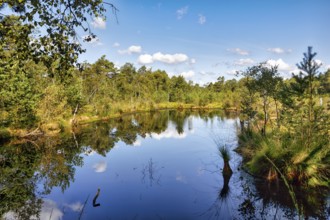 Pietzmoor in summer, water surface, shore, cumulus, Schneverdingen, Germany
