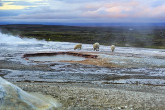 Free-range sheep on sinter terraces, sulphur vapour, Hveravellir geothermal area, Icelandic