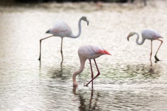 Pink flamingos (Phoenicopterus roseus), standing in the water, Pont de Gau bird park, Camargue,