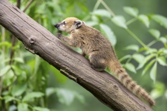 South American coati (Nasua nasua) youngster klimbing a little tree, captive, Zoo Augsburg