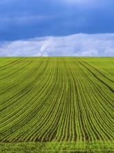 Expansive rows of lush alfalfa stretch across rolling hills in Auvergne Rhone Alpes. The field