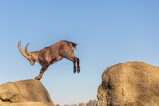 A male ibex (Capra ibex) leaps from rock to rock in the warm evening light. A blue sky can be seen