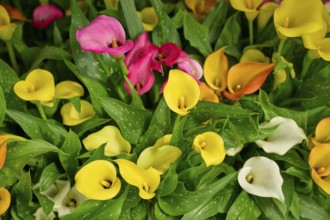 Various colours of calla forming a bright and vibrant sea of flowers, Keukenhof, Lisse, province of