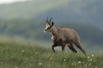 Ascent to lush mountain meadows... Chamois (Rupicapra rupicapra) ascends the mountain in the early