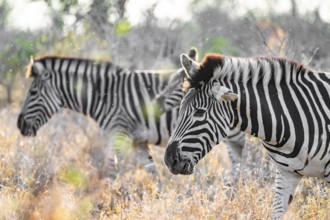 Plains zebra (Equus quagga), adult, in tall grass, Kruger National Park, South Africa
