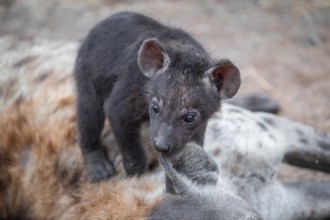 Spotted hyena (Crocuta crocuta), young animal nibbling on the mother's ear, Kruger National Park,
