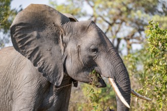 African elephant (Loxodonta africana), adult, eating grass and leaves, Kruger National Park, South