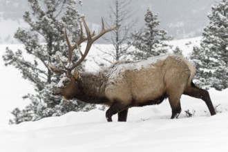 Tough times... Wapiti (Cervus canadensis), North American deer, also called red deer, trudging