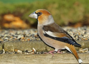 Hawfinch (Coccothraustes coccothraustes), male at a feeder in the garden, North Rhine-Westphalia,