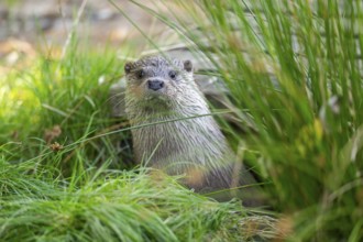 Eurasian otter (Lutra lutra) on a meadow, Hesse, Germany