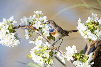 Bluethroat (Luscinia svecica cyanecula) ml Germany