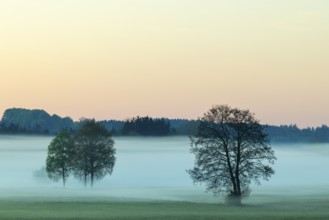 Early morning fog over the moor, birch (Betula), birch family (Betulaceae), fog, Pfrungen,