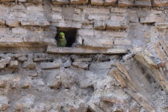 Ring-necked parakeet (Psittacula krameri) adult bird looking out of a hole in an ancient wall in
