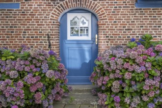 Blue wooden door with patterned glass, surrounded by flowering hydrangeas, Föhr, North Frisia,