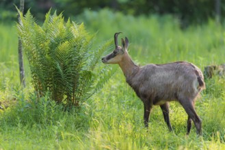 An adult chamois (Rupicapra rupicapra) stands in the tall grass of a green meadow on a sunny day..