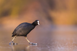 Eurasian Coot (Fulica atra) walking on frozen water, Rhineland-Palatinate, Germany