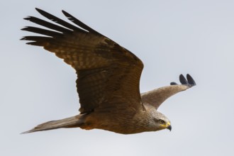 Black Kite (Milvus migrans) flying, Spain