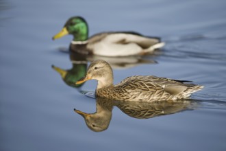 Mallard (Anas platyrhynchos), Lower Saxony, Germany
