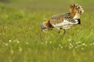Great Bustard (Otis tarda) male, Castile-La Mancha, Spain