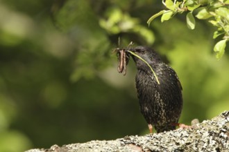 Common Starling (Sturnus vulgaris), with feed in beak, Lower Saxony, Germany