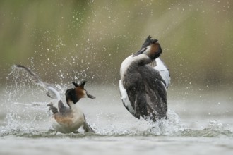 Great Crested Grebe (Podiceps cristatus) fighting over territory, North Rhine-Westphalia, Germany