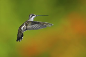 Plain-capped Starthroat (Heliomaster constantii pinicola) flying, Jalisco, Mexico