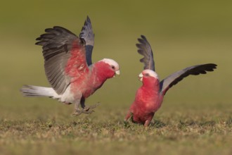 Galah (Eolophus roseicapilla), Victoria, Australia