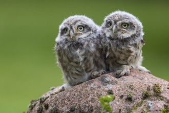 Little Owl (Athene noctua) chicks perched on a stone, Lower Saxony, Germany