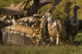 Griffon Vulture (Gyps fulvus), group on field, Castilla Leon, Spain