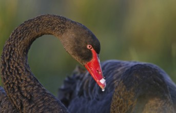 Black Swan (Cygnus atratus), Victoria, Australia