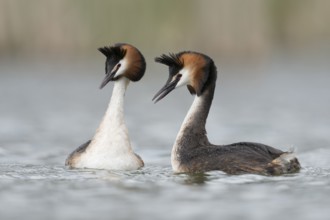 Great Crested Grebe (Podiceps cristatus) pair displaying, North Rhine-Westphalia, Germany