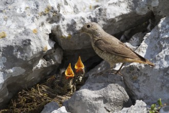 Common Rock Thrush (Monticola saxatilis) female feeding chicks in nest, Primorje, Croatia