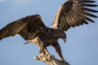 Golden Eagle (Aquila chrysaetos) perched on tree trunk, Madrid, Spain