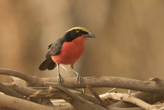 Yellow-crowned Gonolek (Laniarius barbarus), Gambia
