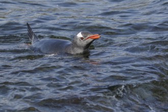 Gentoo Penguin (Pygoscelis papua) swimming in the ocean near South Georgia Island
