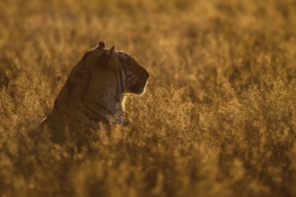 Bengal Tiger (Panthera tigris) male portrait in sunset, captive, Philippolis, South Africa