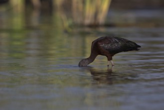 Glossy Ibis (Plegadis falcinellus) foraging in shallow water, Nechisar National Park, Ethiopia