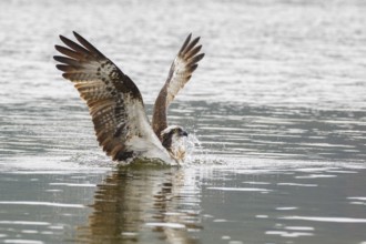 Western Osprey (Pandion haliaetus), Poland