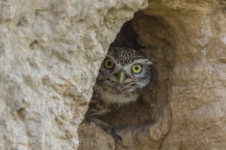 Little Owl (Athene noctua) peering out from nest hole, Spain