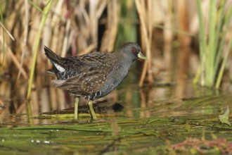 Australian Crake (Porzana fluminea) foraging, Victoria, Australia