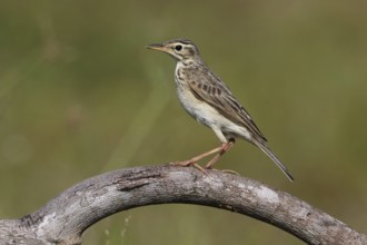 Paddyfield Pipit (Anthus rufulus), Penang, Malaysia