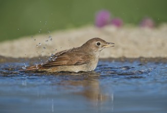 Common Nightingale (Luscinia megarhynchos) bathing, Aosta Valley, Italy