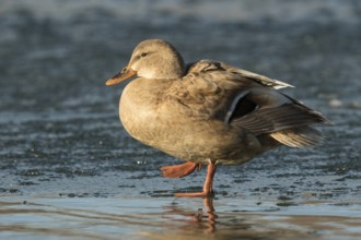 Mallard (Anas platyrhynchos) female on ice, Bavaria, Germany