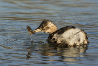 Little Grebe (Tachybaptus ruficollis) with fish prey in beak, Bavaria, Germany