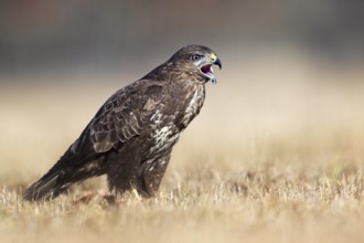Common Buzzard (Buteo buteo) calling, Saxony-Anhalt, Germany