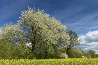 Cherry tree and blooming field of rapeseed (Brassica napus), Ruegen Island, Mecklenburg-Western